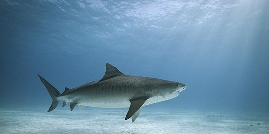 Benarkah jika kita berdarah di laut, kita akan dikejar hiu?