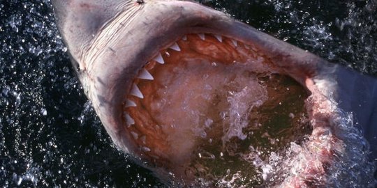 Seram, ini 8 makhluk hidup yang berhasil ditelan mentah oleh hiu