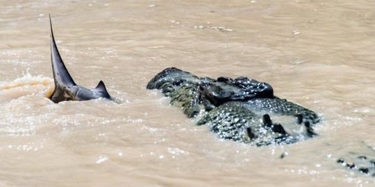 seram, ini 8 makhluk hidup yang berhasil ditelan mentah oleh hiu