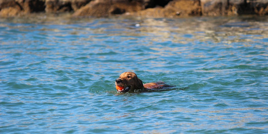 Seram Ini 8 Makhluk Hidup Yang Berhasil Ditelan Mentah Oleh Hiu