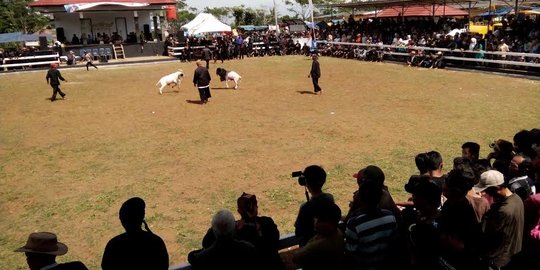 Serunya festival tonton seni adu domba di stadion baru Purwakarta