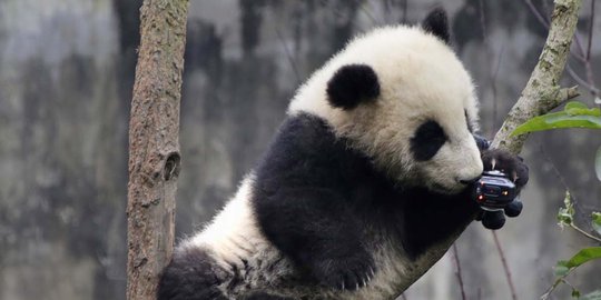 Begini reaksi lucu bayi panda saat penasaran dengan kamera