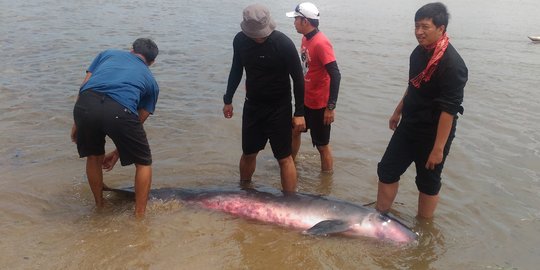 Paus seberat 200 kg terdampar dan mati di Pantai Sanur