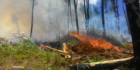 Gubernur Riau tetapkan siaga darurat kebakaran hutan