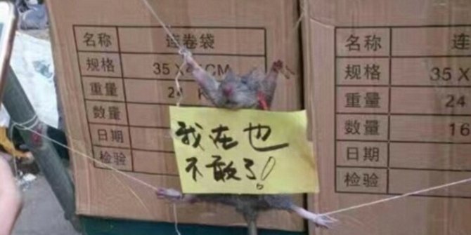 Ketahuan curi nasi, seekor tikus dihukum di China