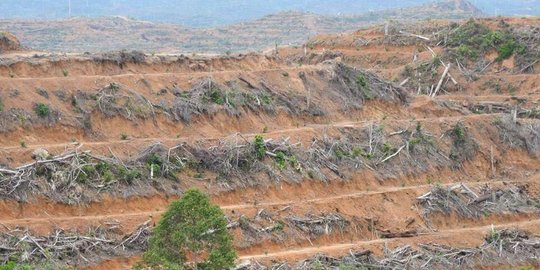 Ekspansi perkebunan sawit dituding jadi ancaman DAS Peusangan Aceh