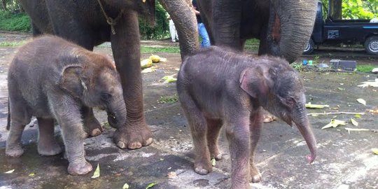 Anak gajah kembali lahir di Bali, beratnya 96 kilogram