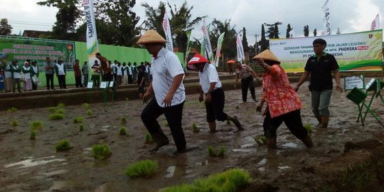 Sistem tanam padi jajar legowo jadi solusi masalah lahan di Semarang
