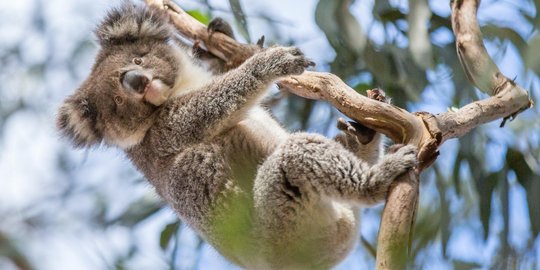 Yuk, Intip Satwa-satwa tersembunyi di Melbourne dan Sydney
