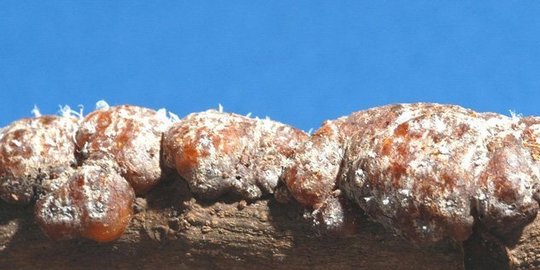 menjijikkan! 7 makanan ini terbuat dari kotoran hewan & manusia