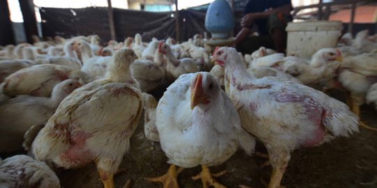 Jalur lalu lintas unggas, Sukabumi rentan penyebaran flu burung