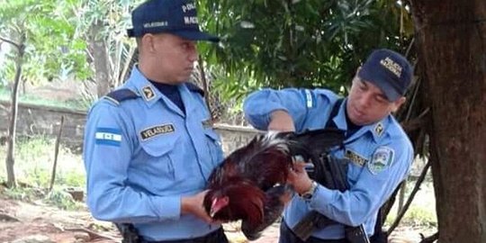 Bikin ribut di ladang, ayam di Honduras dipenjara