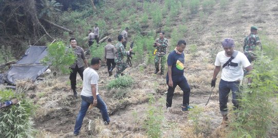 TNI dan polisi musnahkan ladang ganja 2 hektare di Aceh