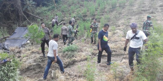 Tangkap 2 petani, polisi buru pemilik ladang ganja 2 hektare di Aceh