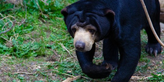 Sadap karet di kebun, Bahrun diterkam beruang madu ukuran besar