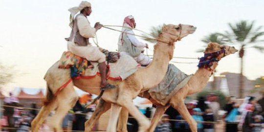 Saudi bakal gelar kontes kecantikan unta