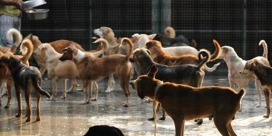 seram, ini 4 makhluk yang tega makan bangkai manusia!