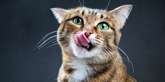 seram, ini 4 makhluk yang tega makan bangkai manusia!