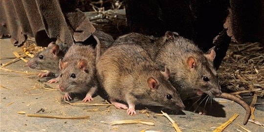 seram, ini 4 makhluk yang tega makan bangkai manusia!