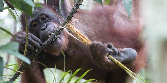'Rumahnya' digusur, orangutan ini kelaparan hingga rusak kebun nanas