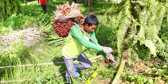 Menko Darmin soal industri sawit: Kita tidak mau jadi pecundang