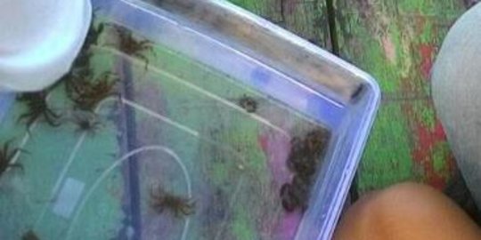 Tak penuhi standar, ratusan kepiting gagal diselundupkan ke Tiongkok