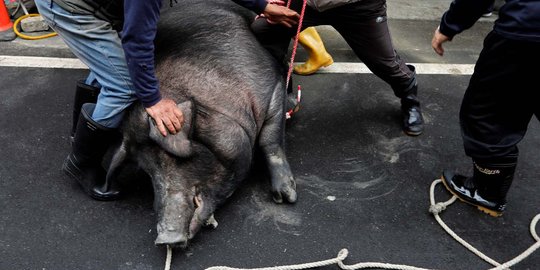 Penampakan babi dengan berat nyaris 1 ton