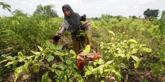 Harga cabai di Mojokerto mahal, petani cabai malah merugi