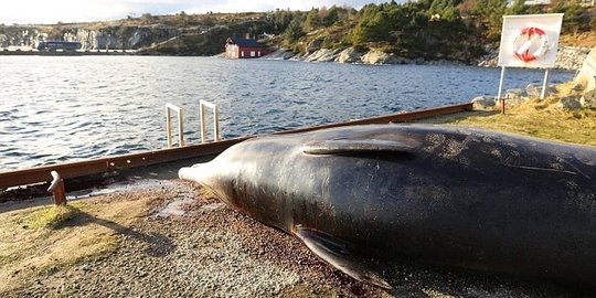 Menengok mirisnya paus Norwegia, perutnya dipenuhi sampah plastik!