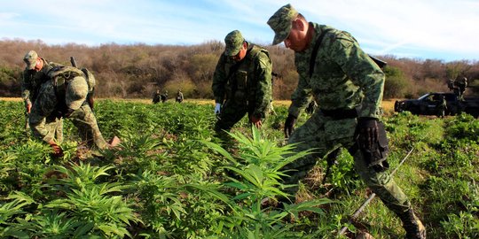 Tentara Meksiko temukan ladang ganja seluas 10 hektare