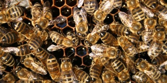 Ternyata ledakan diduga bom di Kuningan, pipa untuk usir lebah