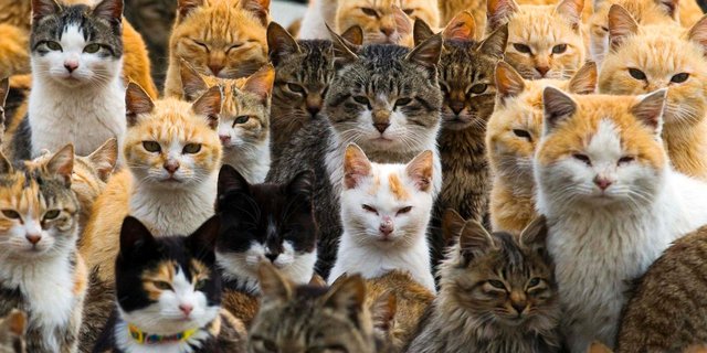 5 Kepribadian Kucing Menurut Ilmuwan Kucing Anda Masuk Yang Mana Merdeka Com