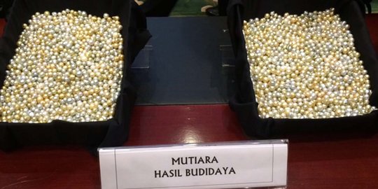 Punya nilai tinggi, budidaya mutiara harus jadi fokus pemerintah