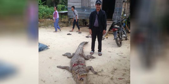 Buaya diburu dan mati ditombak usai gigit warga yang sedang kencing