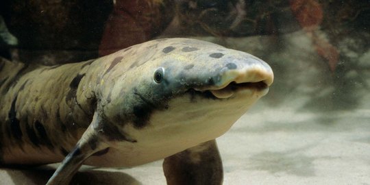 Ini ikan Lungfish berusia 90 tahun yang disuntik mati di Chicago