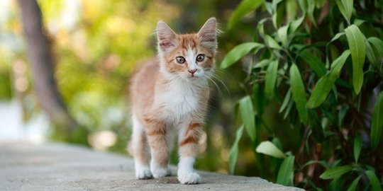 tak disangka, 7 binatang ini senang dengan adanya global warming