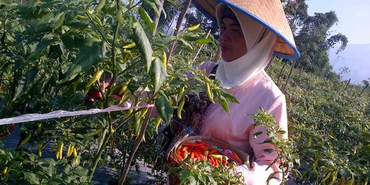 Kementan tambah luas lahan cabai sentra produksi terbesar nasional