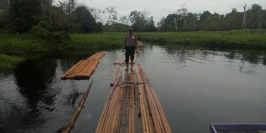 60 Kubik kayu hasil illegal logging ditemukan di hutan suaka Riau