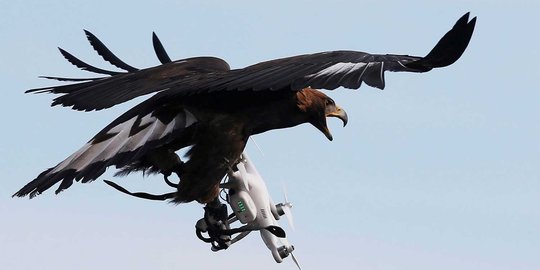Prancis latih elang emas bertempur dengan drone