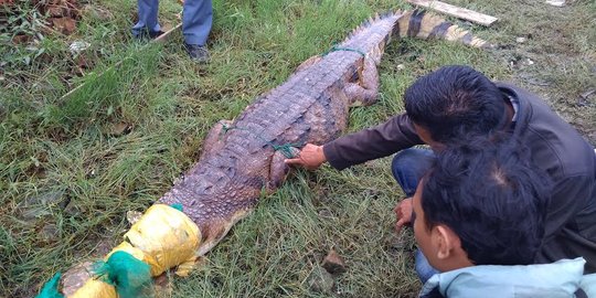 Buaya Muara masuk kolam warga, ribuan ikan habis dimakan