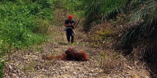 Pekerja sawit di Kalteng tembak mati Orangutan