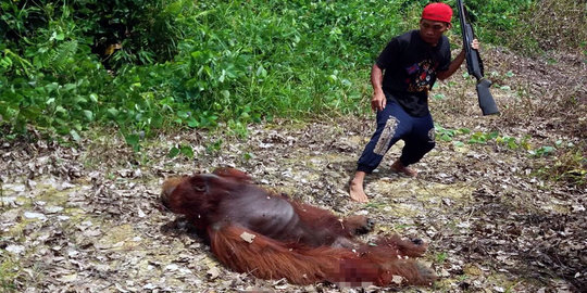 Momen pilu orang utan ditembak mati pekerja sawit di Kalteng