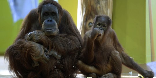 Polisi bekuk 10 pembunuh dan pemakan orangutan