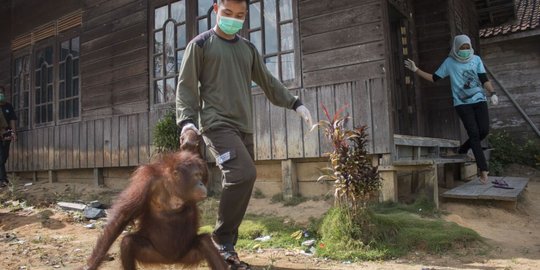 Penuh luka, Orangutan terikat di Kandang dievakuasi dari rumah warga