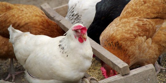 Benarkah ayam broiler sebenarnya berbahaya untuk kesehatan manusia?