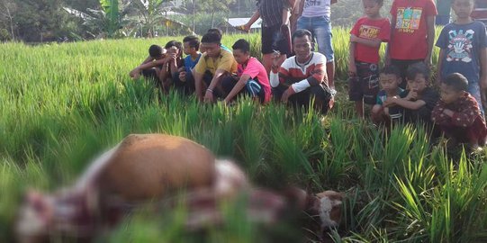 Sapi seharga 20 juta dijagal di sawah, tinggal tulang dan kepala