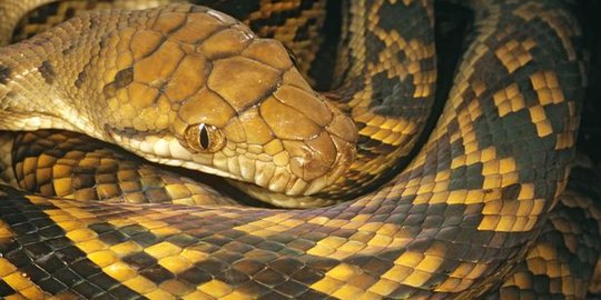 Mau kunjungi teman, WNI di Malaysia tewas 'dipeluk' ular piton