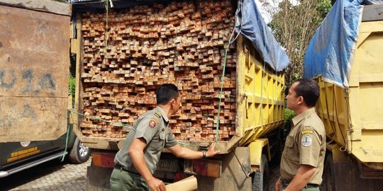 Illegal logging di hutan Kaltim, 2.976 batang kayu Meranti disita