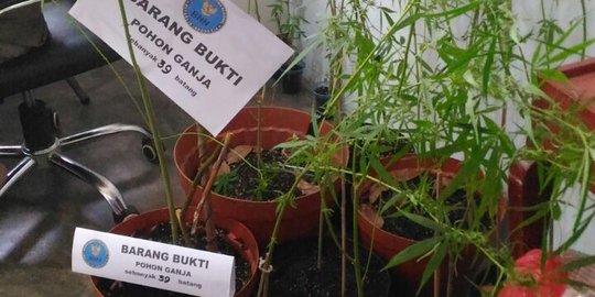 Berdalih untuk obat, tiga warga Sanggau tanam ganja di rumah