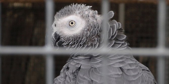 Penjualan Burung Nuri Dan Kakatua Di Facebook Dibongkar Polisi